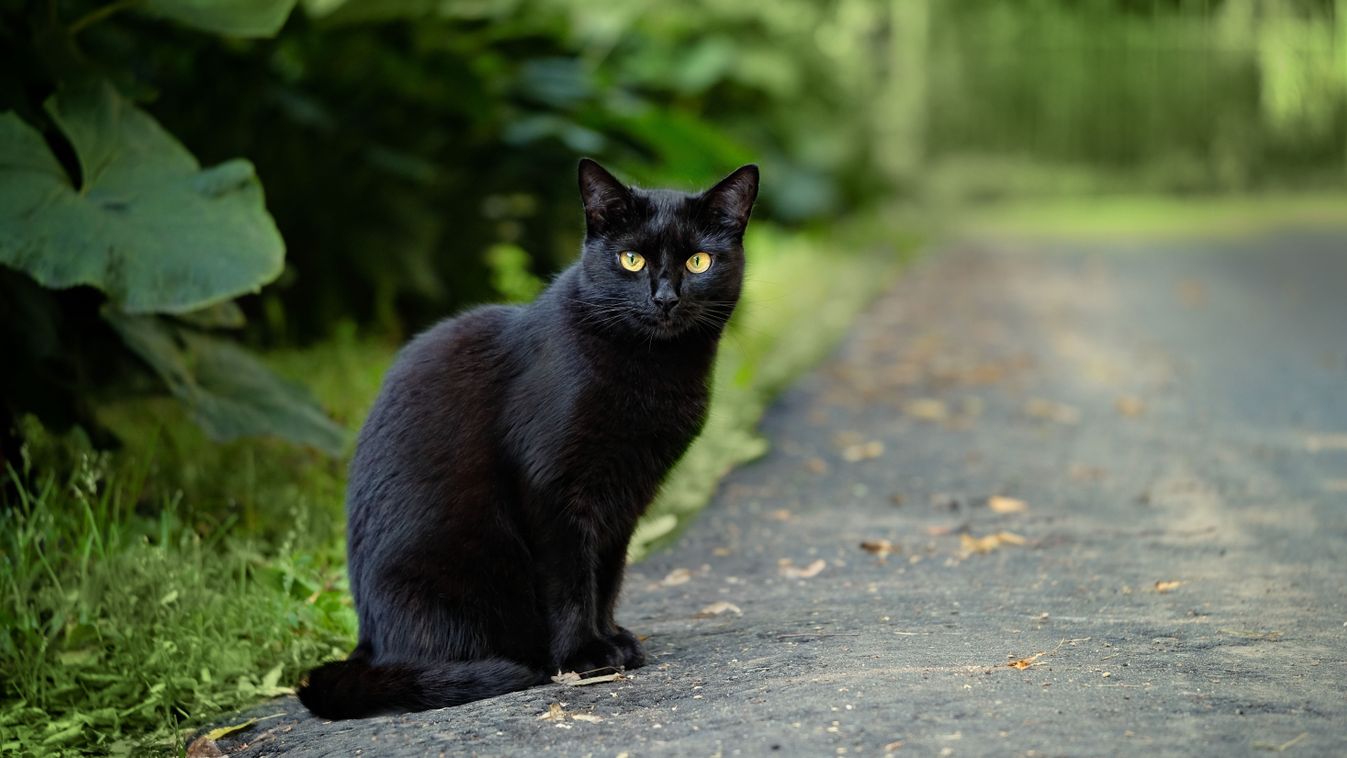 Beautiful,Black,Cat,Sitting,On,Road,In,Garden,,Abstract,Natural, macskalépcső