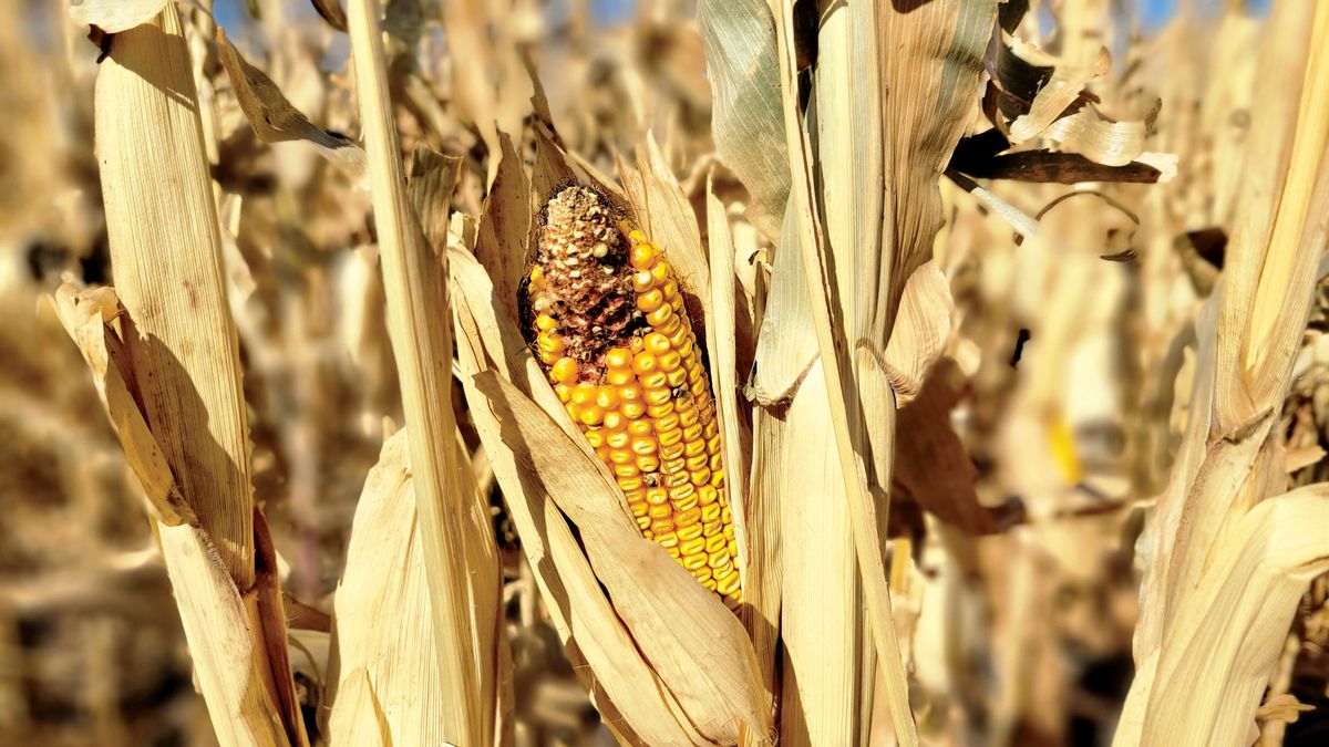 Closed,Up,Of,Dried,Corn,Cobs,In,Autumn,Day