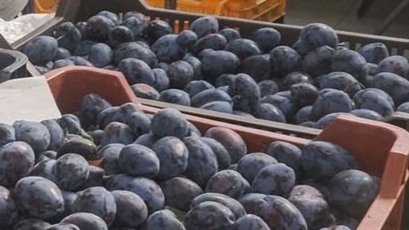 Szilva a megmentő