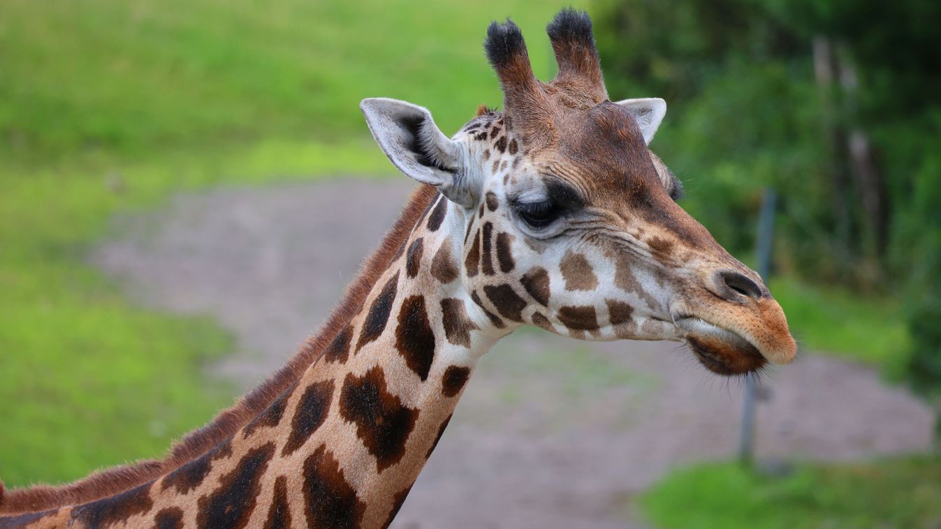 The,Giraffe,(giraffa,Camelopardalis),Is,An,African,Even-toed,Ungulate,Mammal, zsiráf