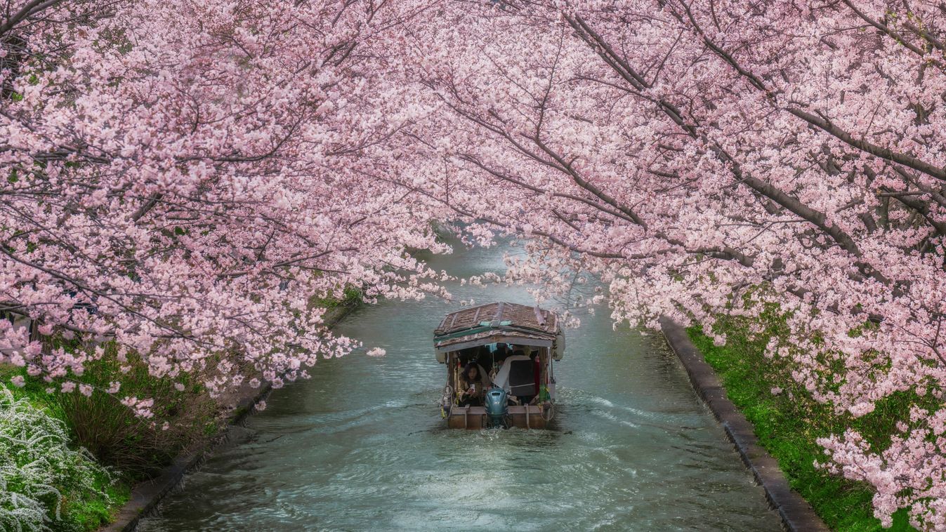 Sakura trees in Japan adorned the city's parks and gardens with vibrant colors, japán