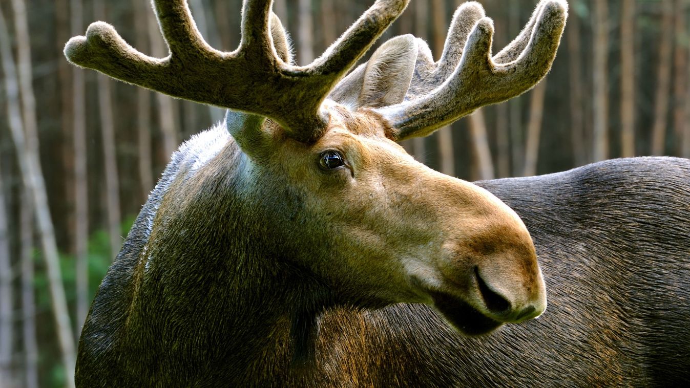 The,Elk,In,Their,Natural,Habitat, emil