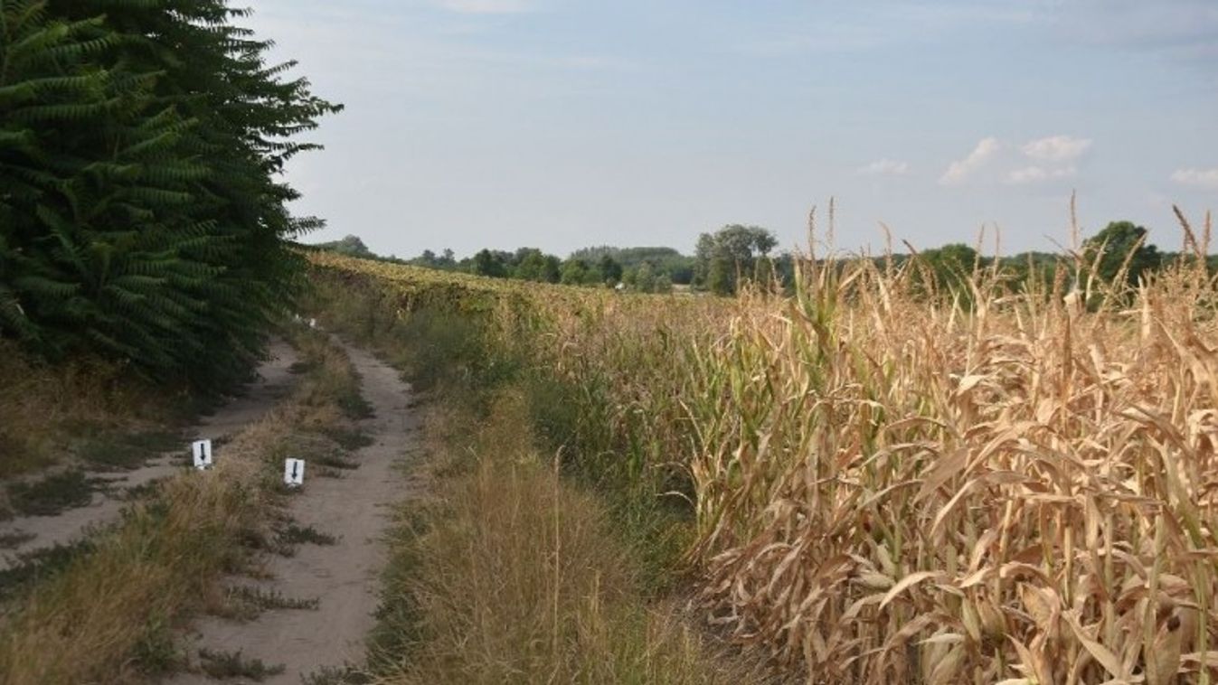 csecsemő gyilkosság Nagydorog