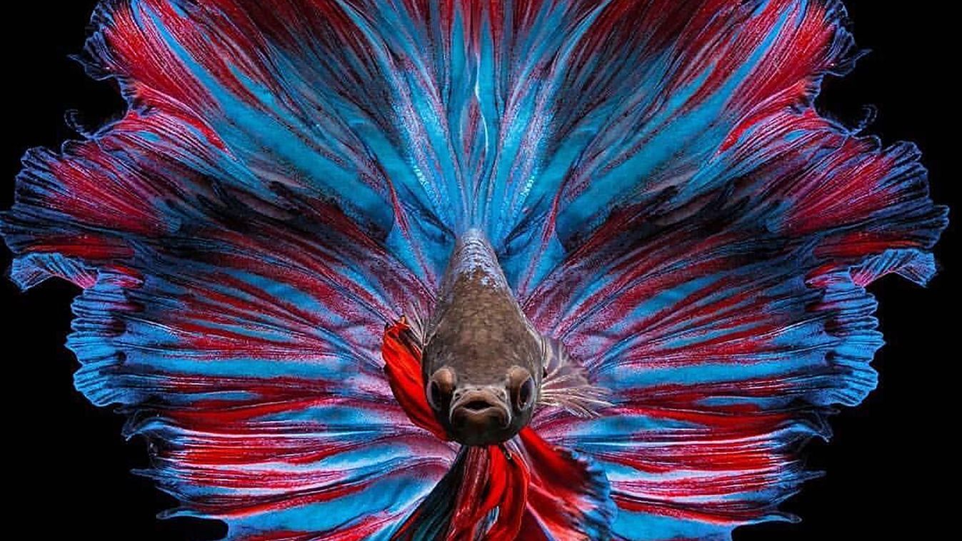 Túletetett betta