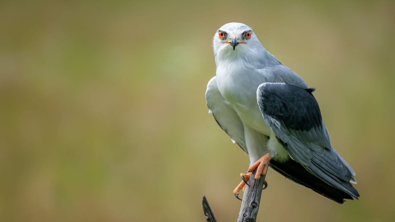 Új költőfajjal bővült a hazai madárfauna 2025-ben