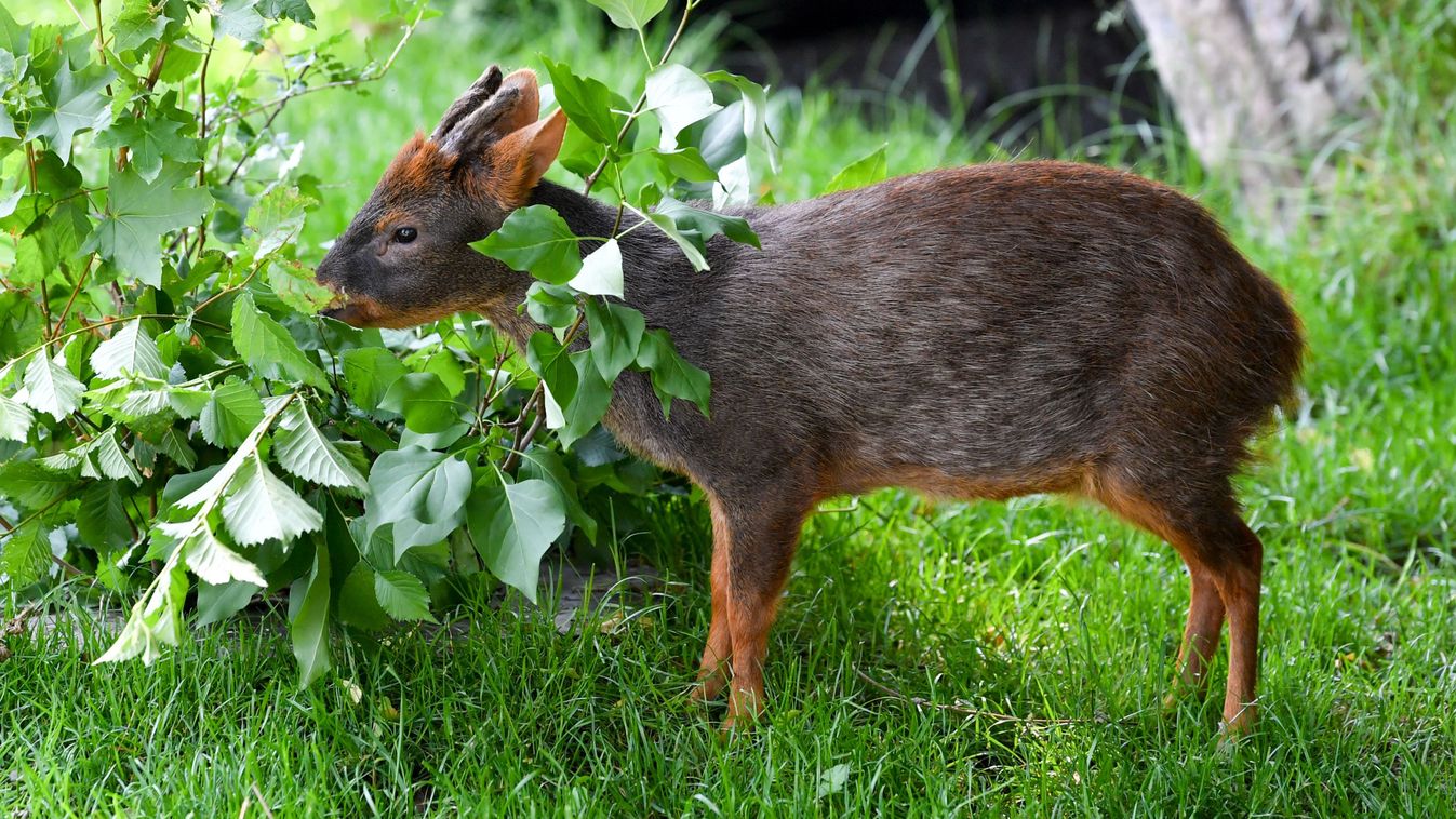 Veszélybe került a pudu