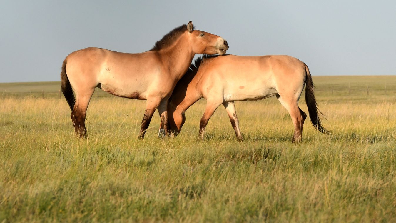Przewalski-vadlovak 