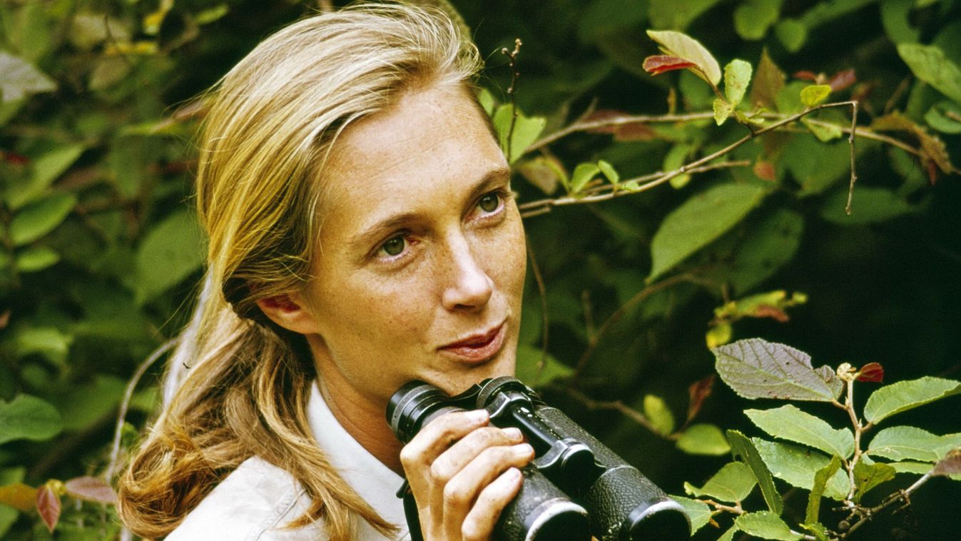 Tarzan igazi Jane-je