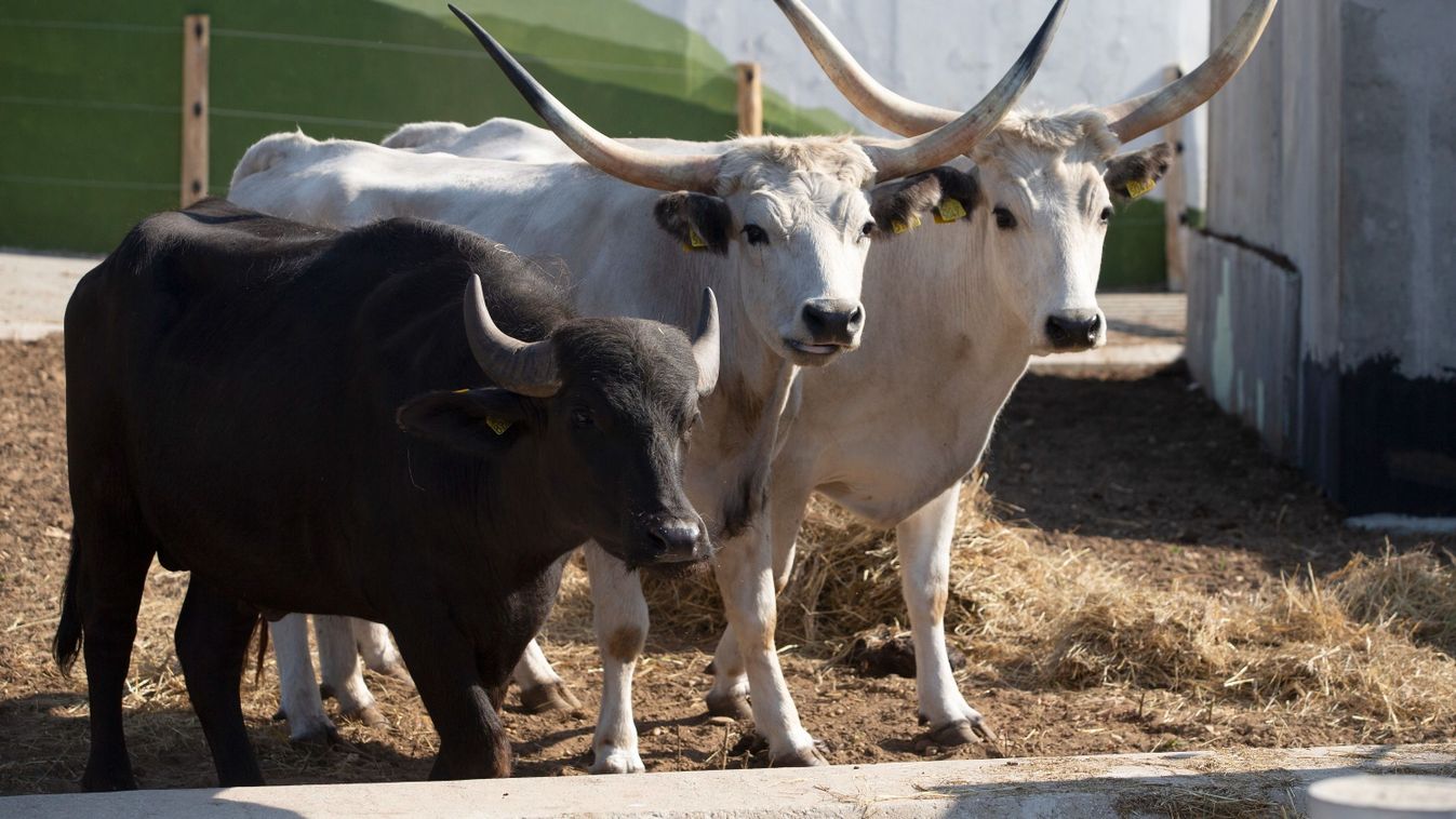 Támogatja az őshonos állatok megőrzését az agrártárca