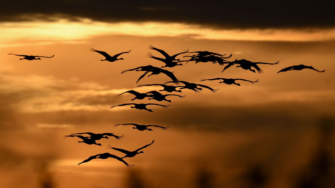 Őszi darulesekre várják a látogatókat a szegedi Fehér-tónál