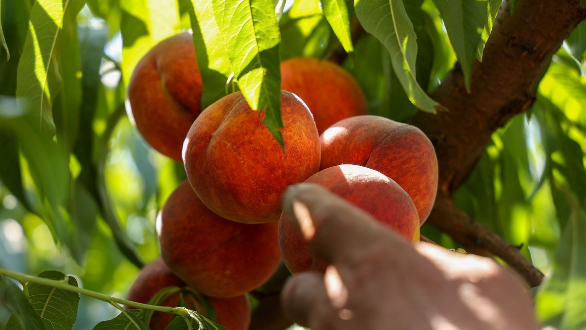 Ilyet még nem láttam!