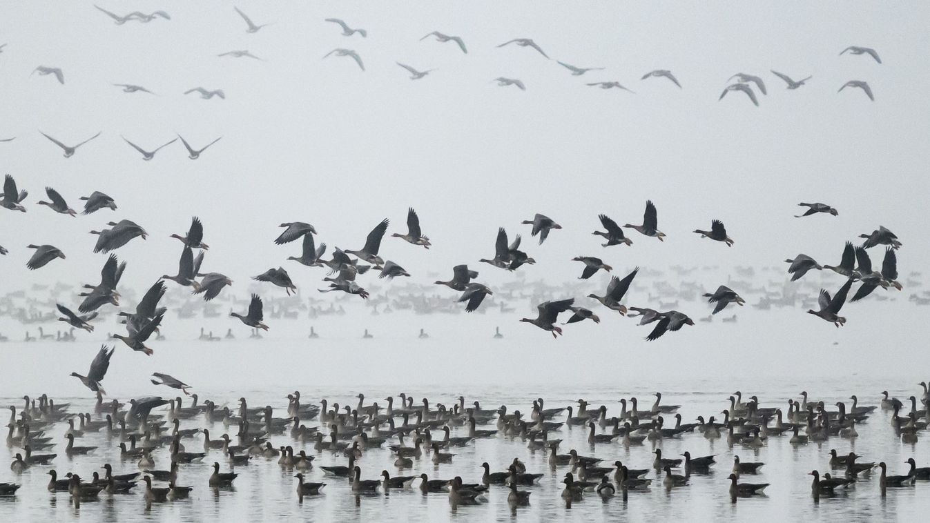 Jön a 25. Tatai Vadlúd Sokadalom