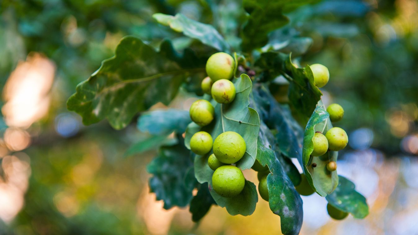 Gubacsok és darazsak