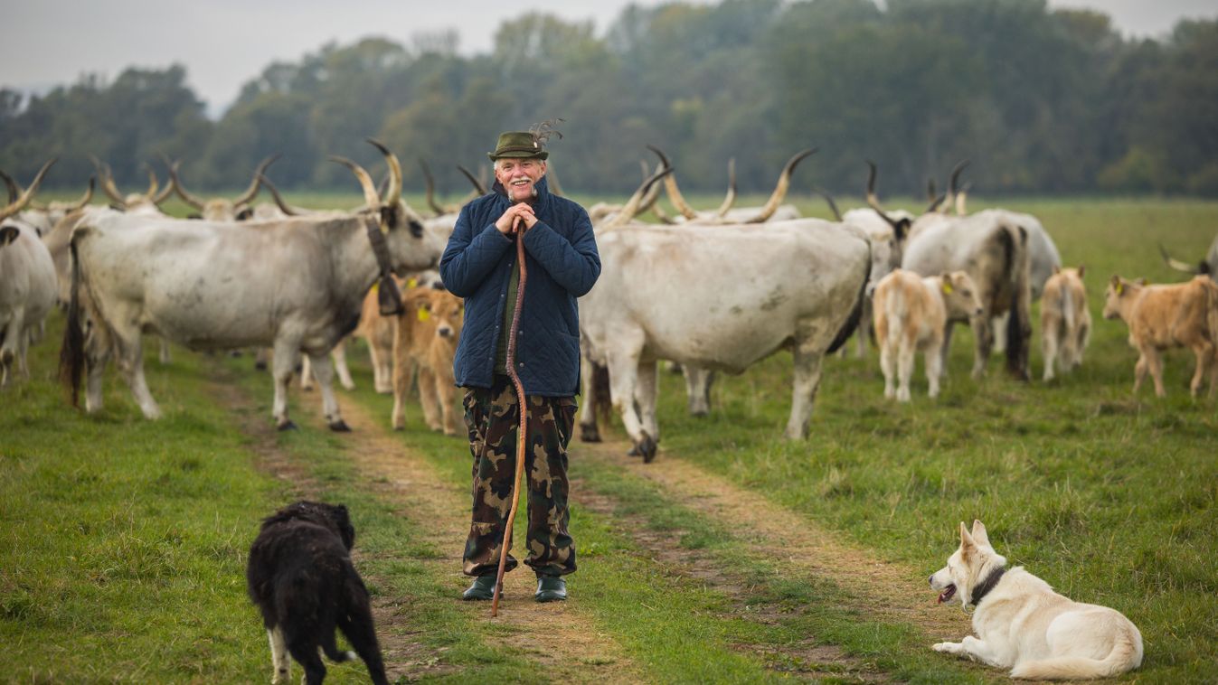 Kolompok dallama száll