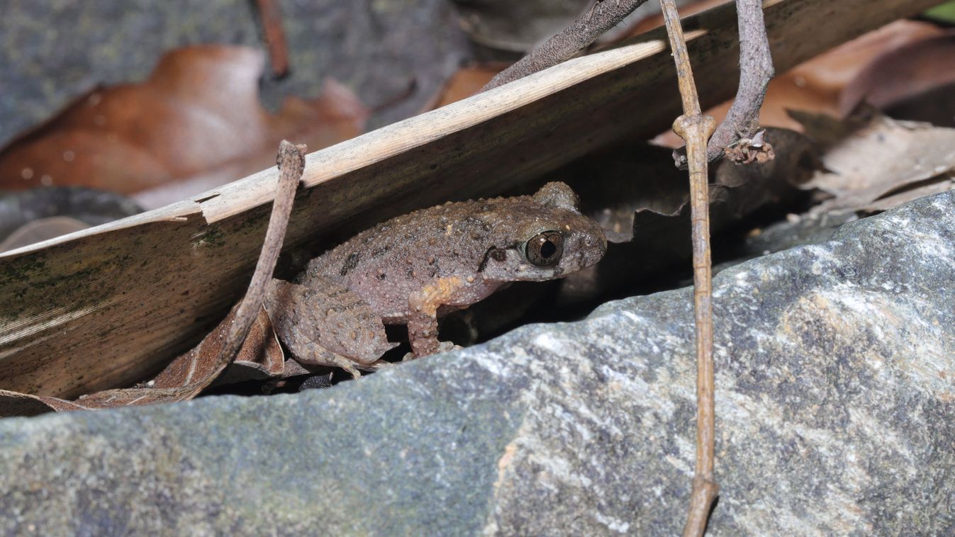 Kungfubékát fedeztek fel Dél-Kínában