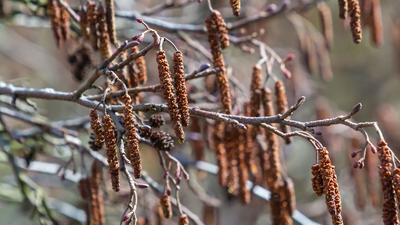 Mi lesz az Év Fája?