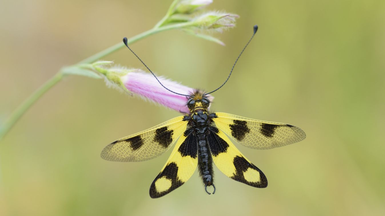 Odúlakó lesz az Év rovara