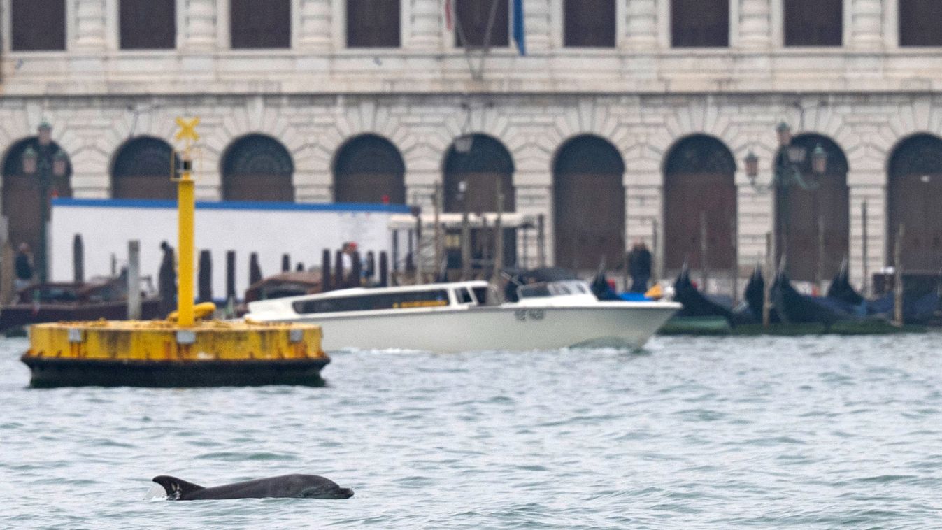 Mimmo, a velencei delfin nem költözik