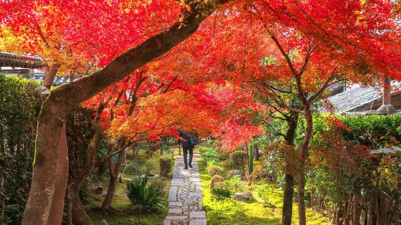 Japán ősz Szegeden