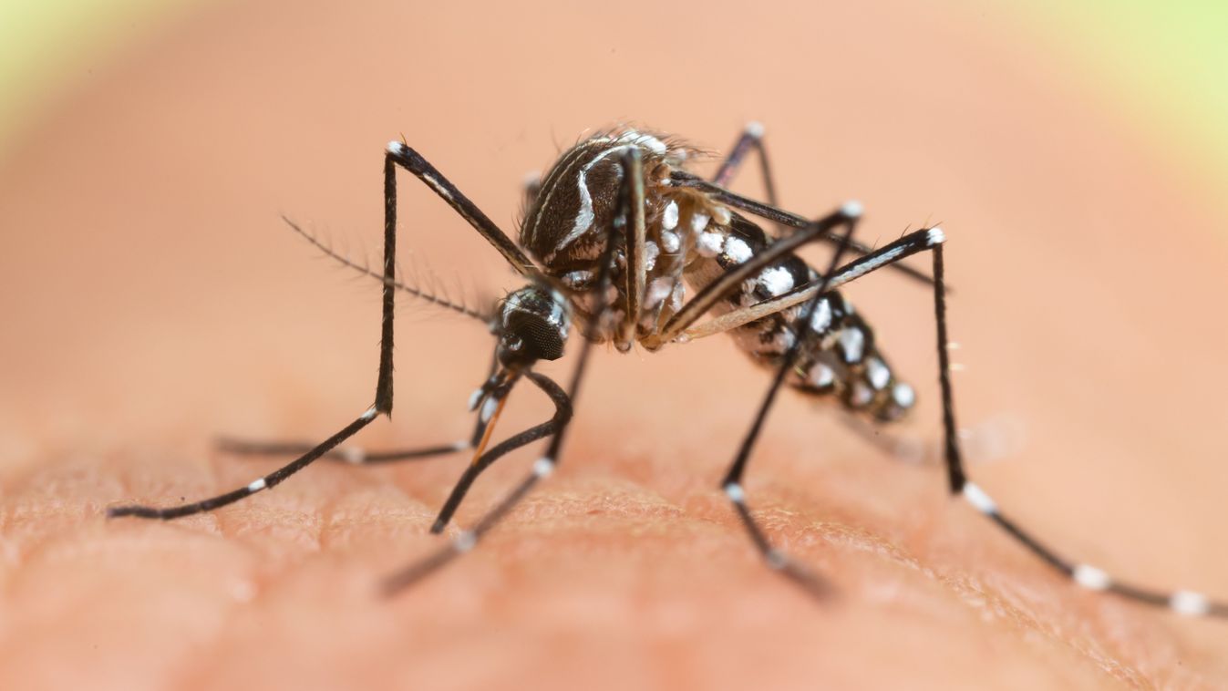 Jól érzi magát hazánkban az ázsiai tigrisszúnyog