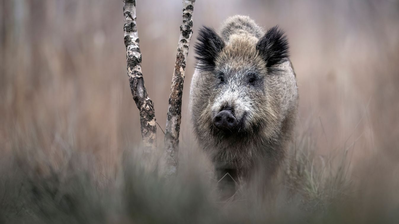 Délről fenyeget a kór