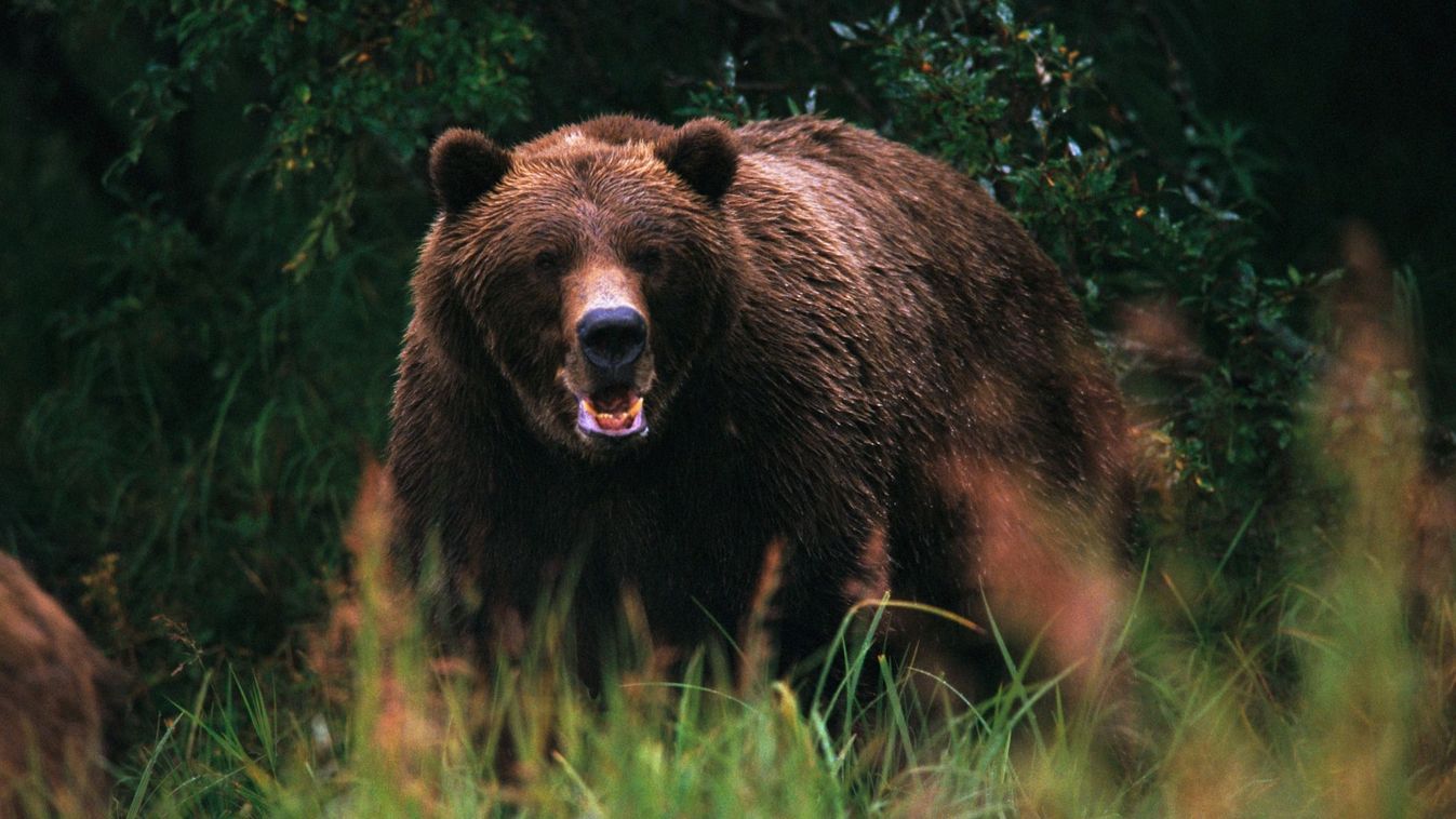 Medvék és farkasok tartják rettegésben Görögország több települését
