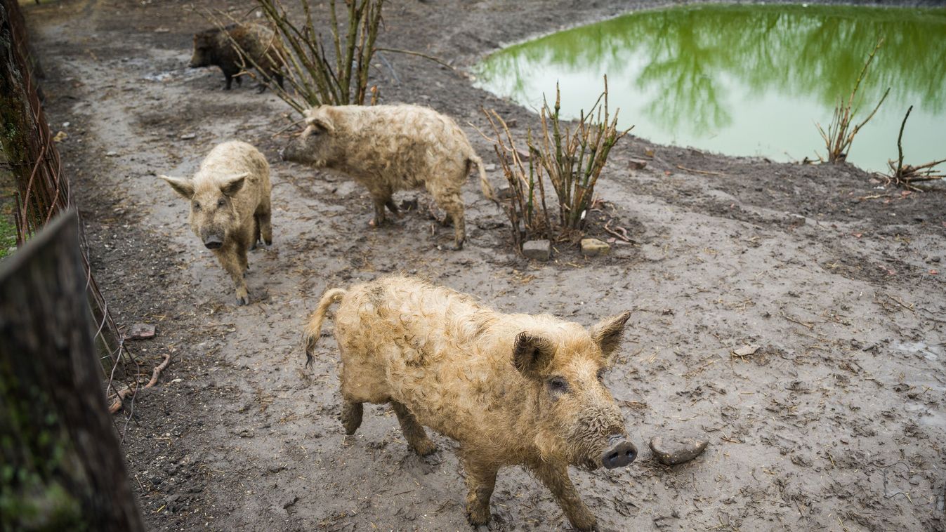 Fájhat a gazdák feje