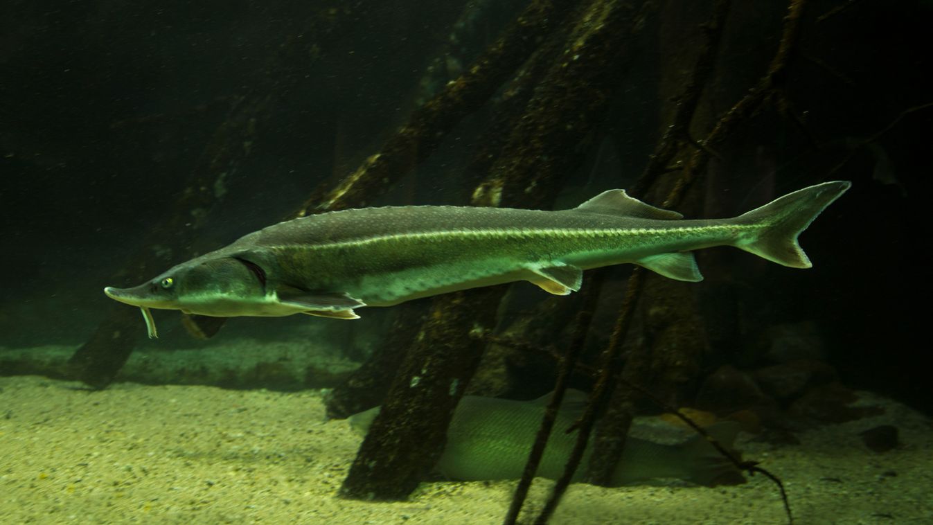 Egészséges és változatos a dunai halállomány