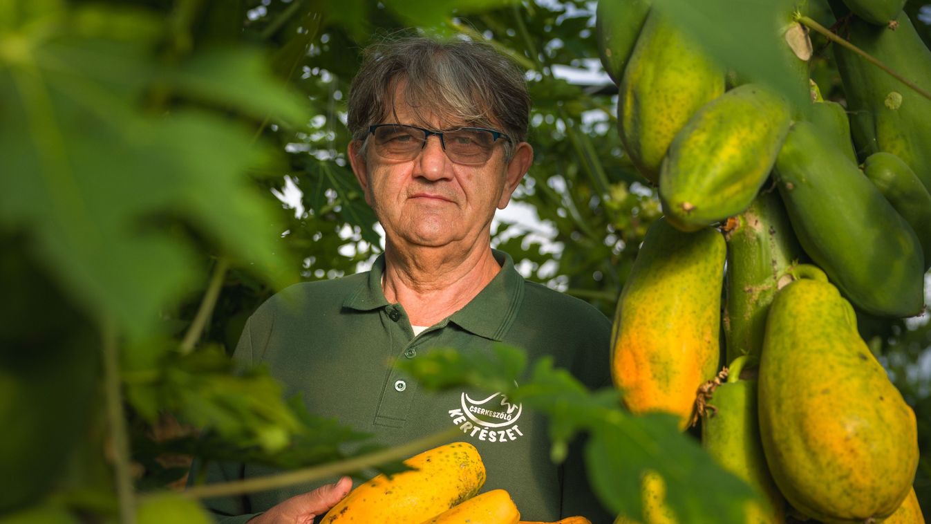Trópusi sziget az Alföldön