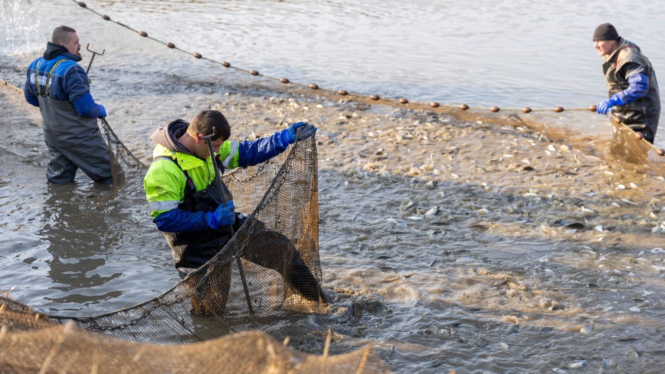 Húzzák már a hálót