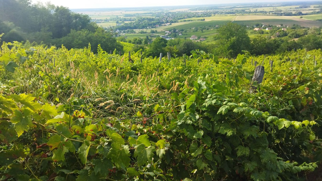 Bírság és kivágás