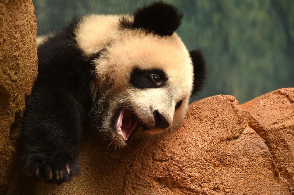 Sok mindent tehetünk az őszi fáradtság ellen, ha ezeket betartjuk, nem fogunk úgy járni, mint ez a panda a francia állatkertben, aki annyira elfáradt a nap folyamán, hogy ekkorát ásított. Fotó: GUILLAUME SOUVANT / AFP