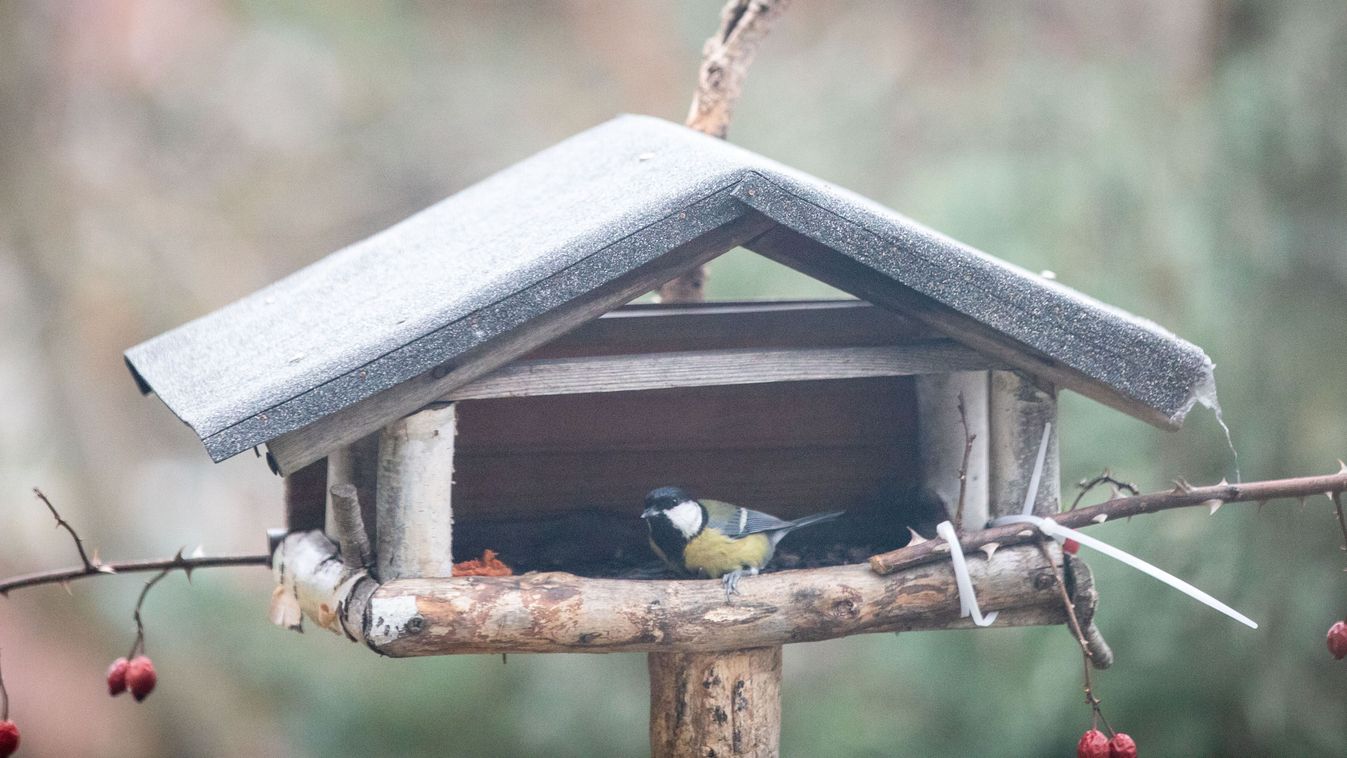 Etetőt minden kertbe!
