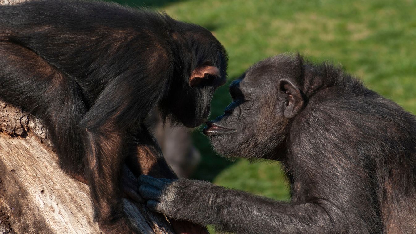 Kiderüt, mikor csattant el az első csók