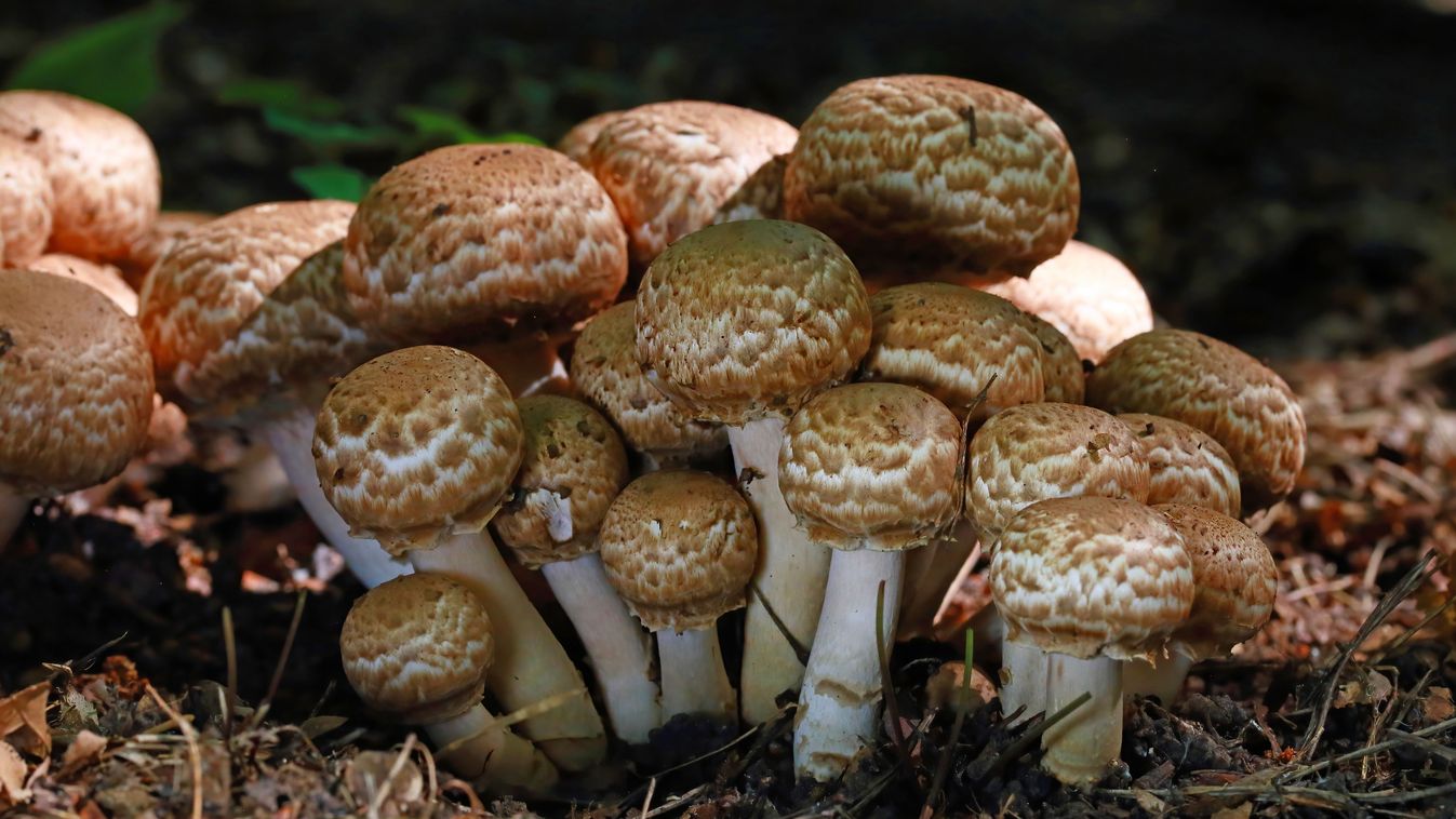 Furcsa csiperke az Év gombája