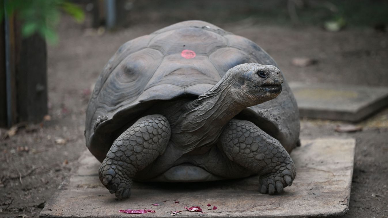 Elpusztult Gramma, a 141 éves galápagosi óriásteknős