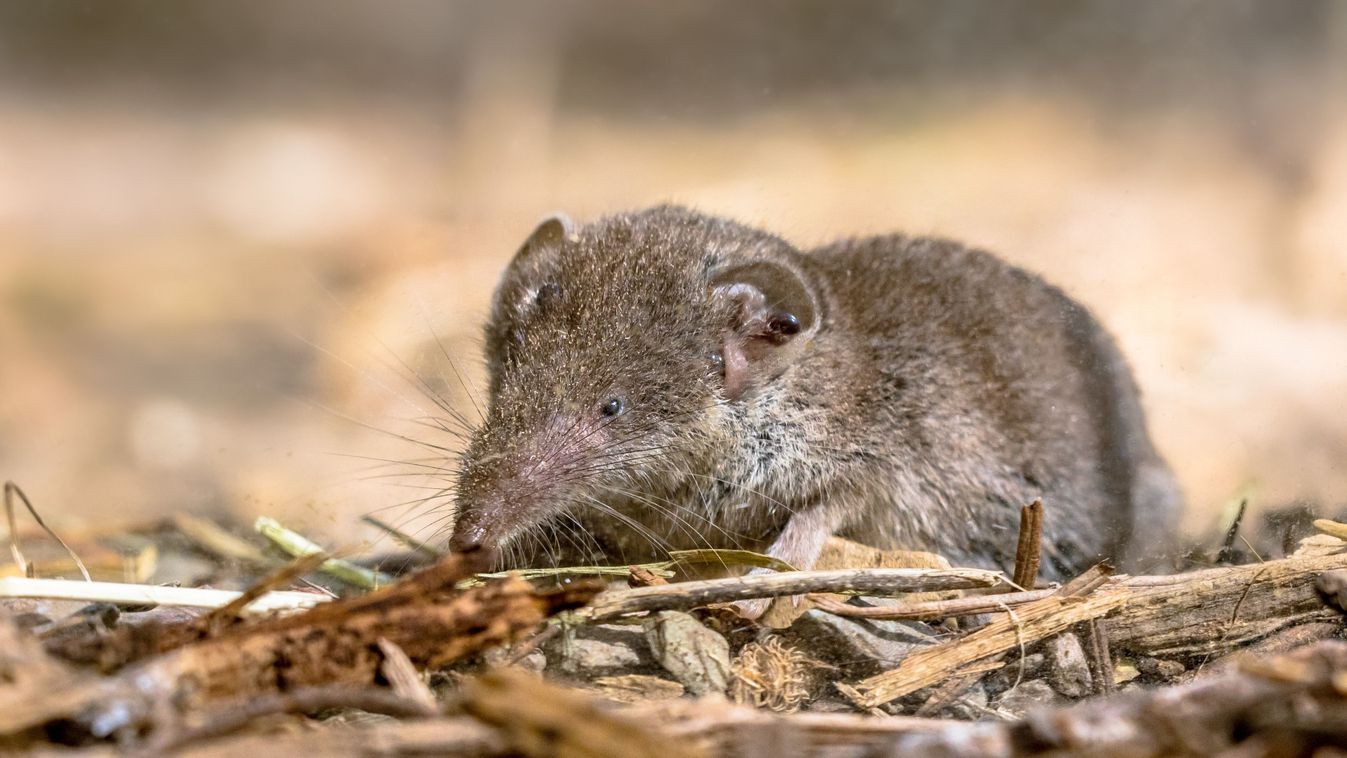 Cickány volt a vendégünk