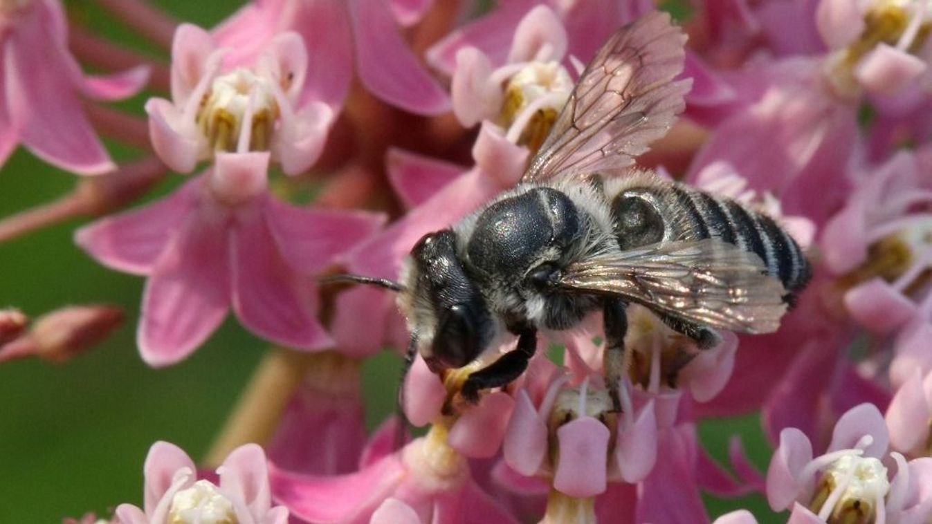 Szarvacskás új méhfajt fedeztek fel Ausztráliában