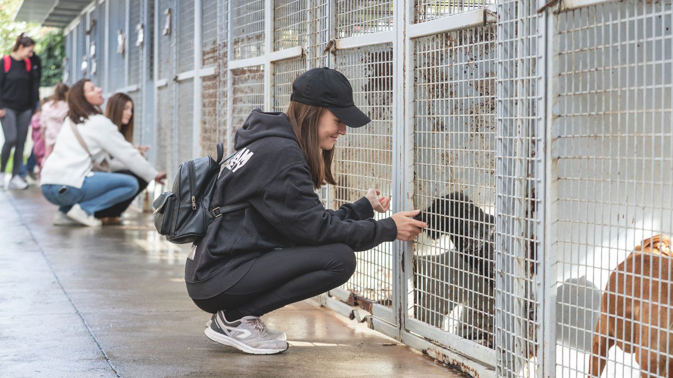 Állateledelt gyűjtöttek a nehéz sorsú négylábúaknak