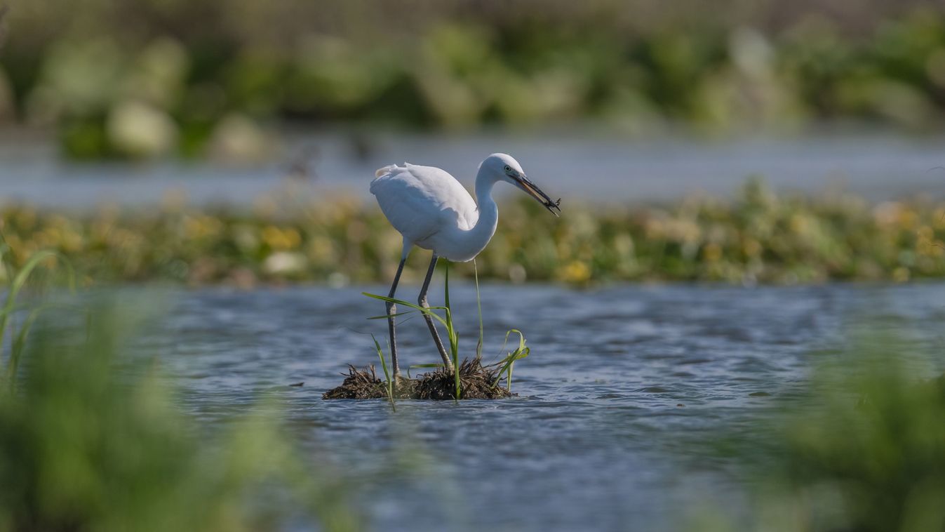 A dél-alföldi szikesek rehabilitációjával a madarak is visszatérhetnek