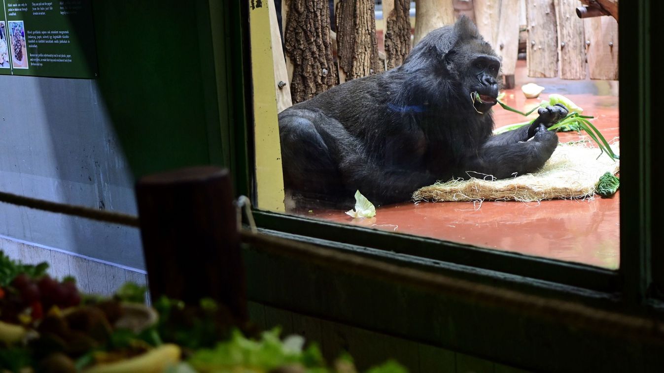 A gorillák hangjelzéseit mutatja be a Fővárosi Állatkert új fejlesztése