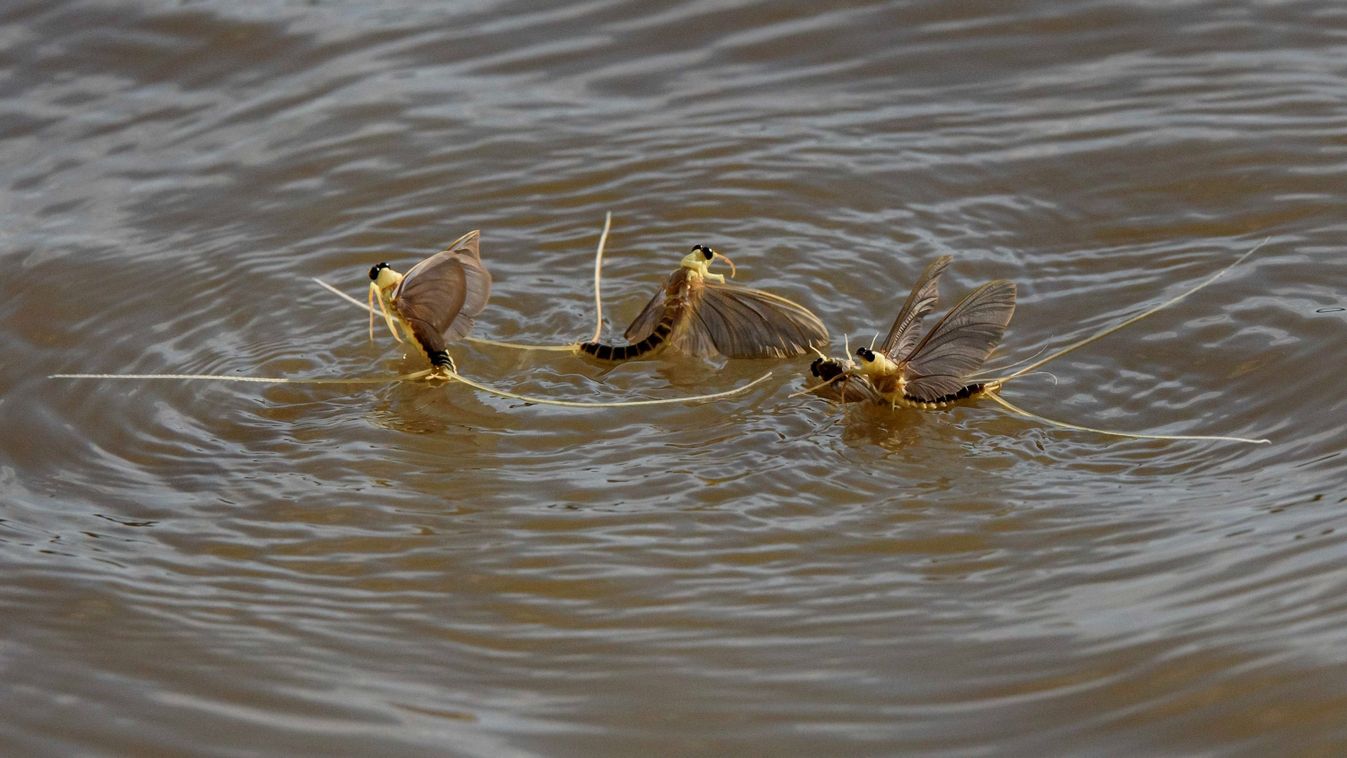 Különleges szemük segíti a hím kérészeket a pártalálásban
