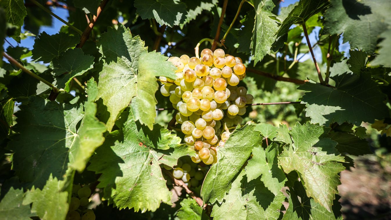 Nyavalyák mindenfelé