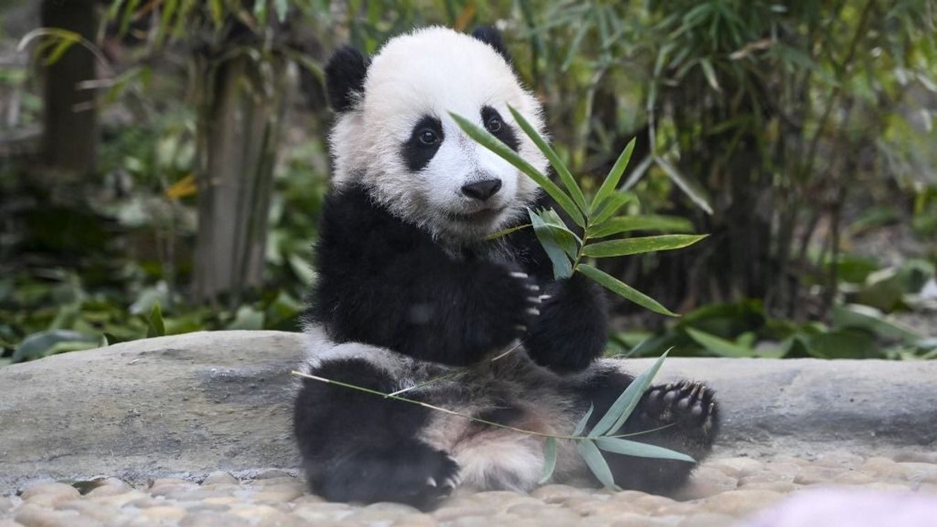 Óriáspanda-kölyök született Indonéziában