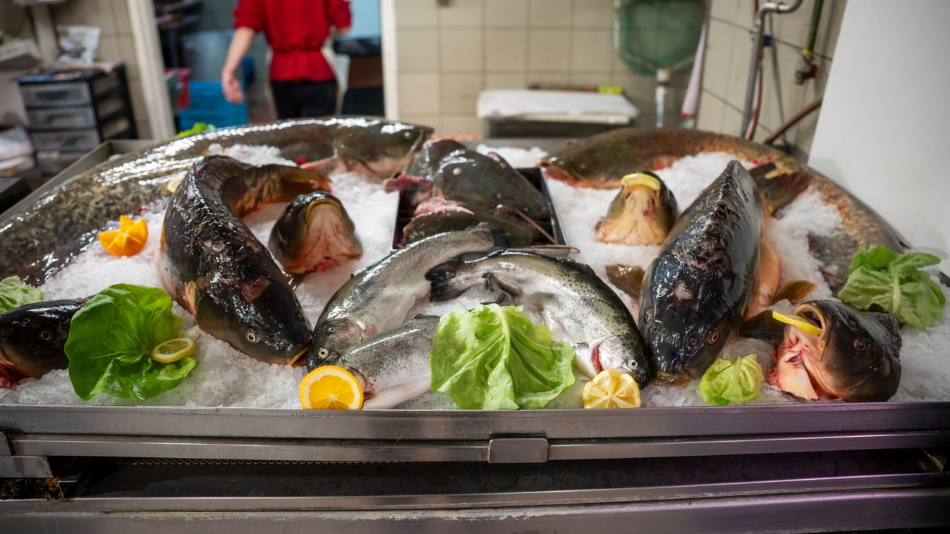 Lesz elegendő magyar hal minden család asztalára