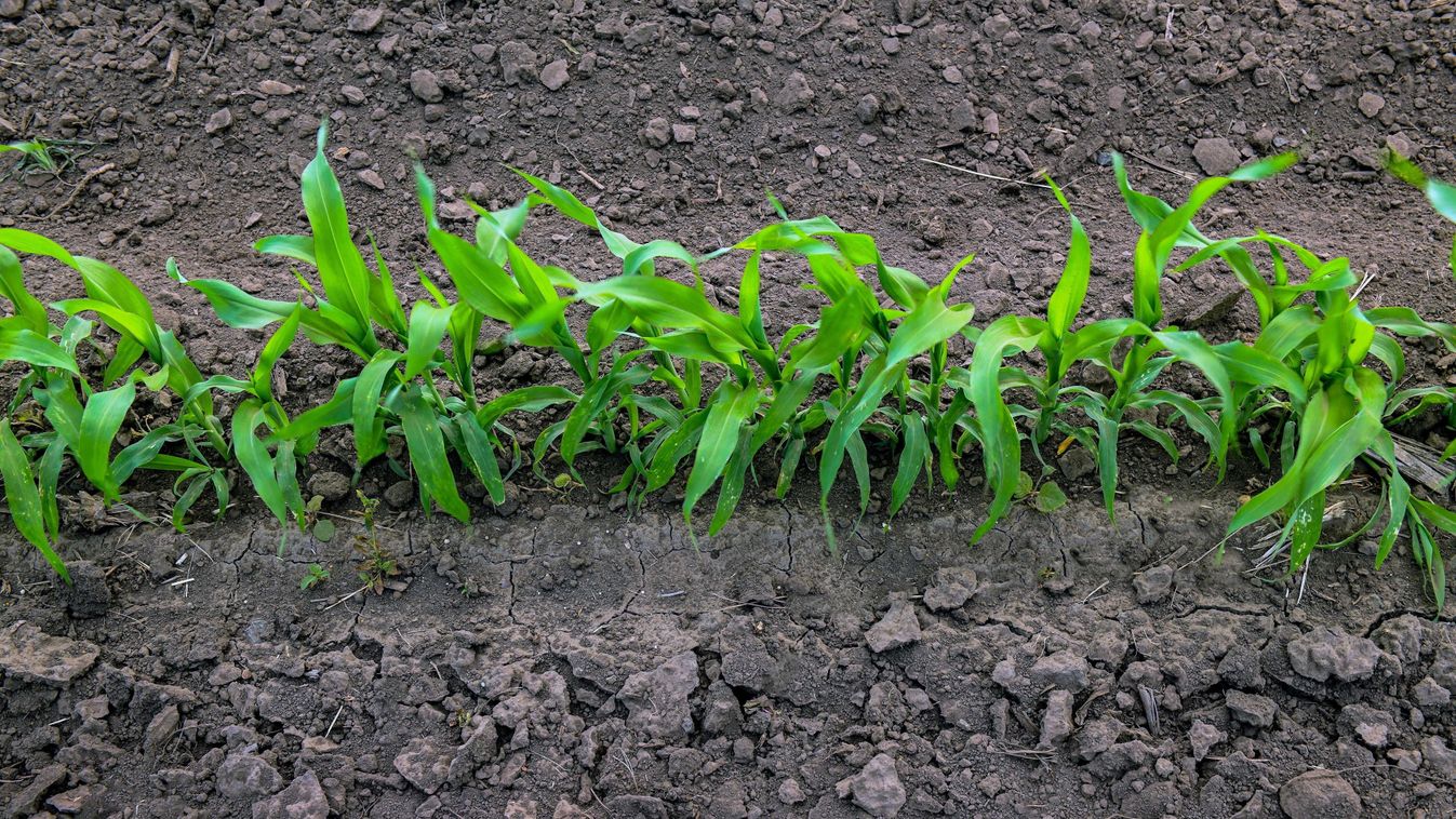Nagy szükség lenne a földeken a hóra és a hidegre