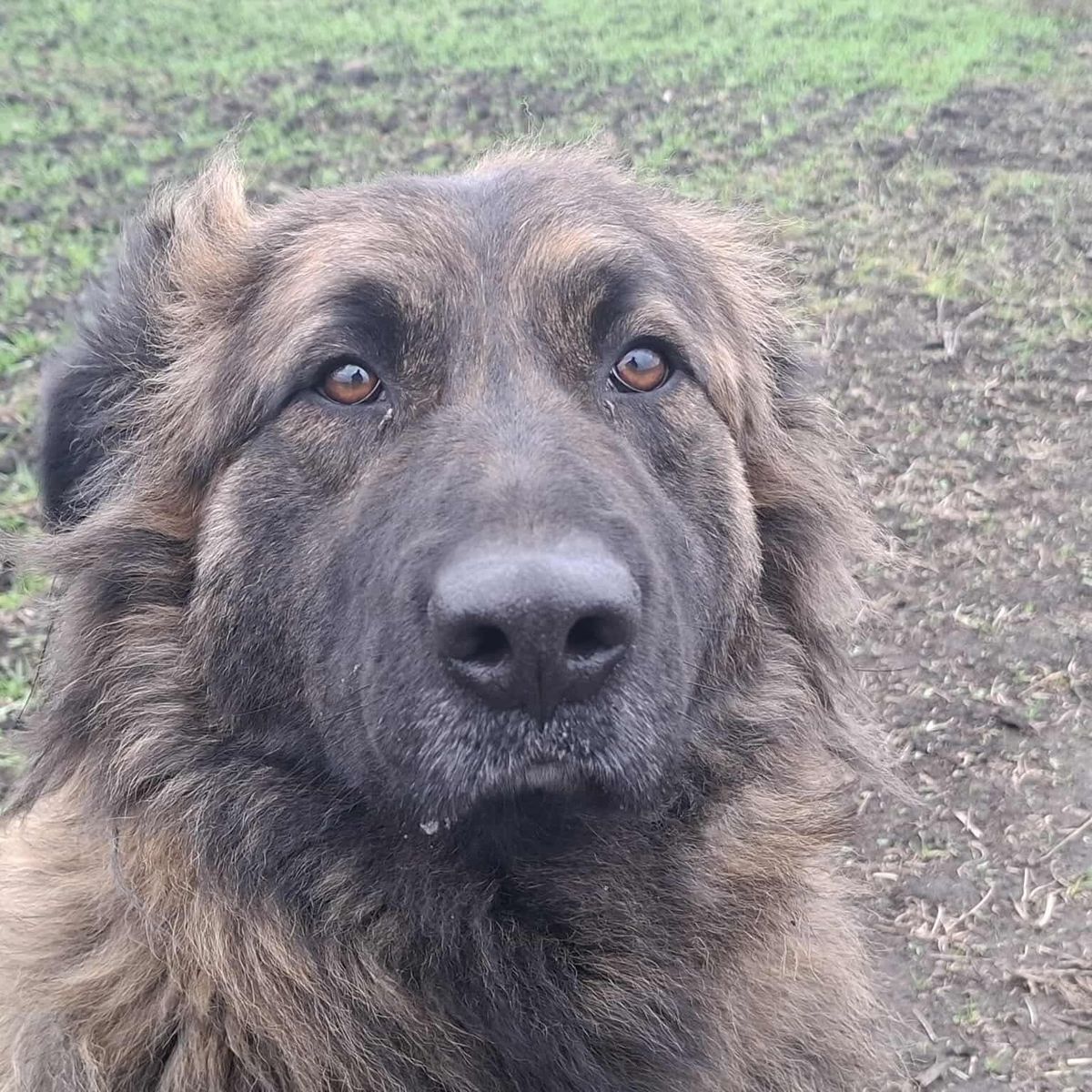A Tisza Párt programjába foglalt eb- és macskaadó csak tovább nehezítené az állatmenhelyek helyzetét.
