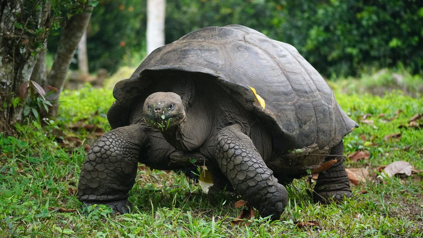 Állatkerti királynő