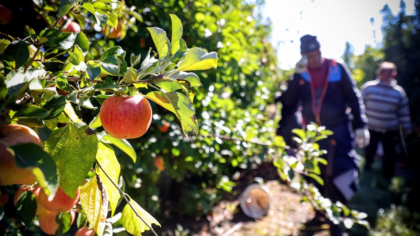 Miért kevés az alma?