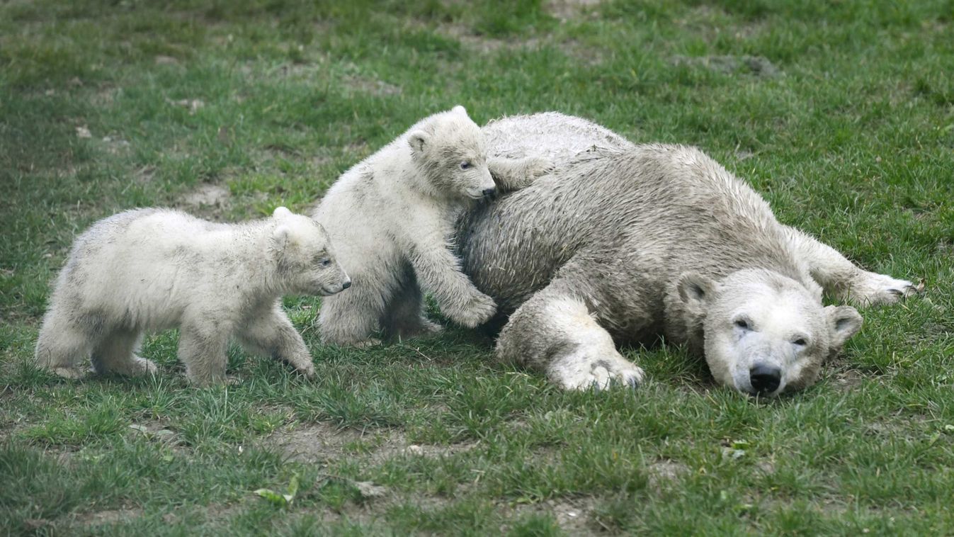 Ritka „örökbefogadást” figyeltek meg kanadai kutatók a jegesmedvéknél